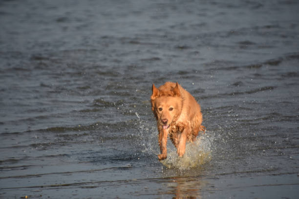 istock Retriever Dog Running and Playing in the Water 1364992963
