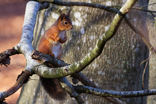 Single red squirrel sitting on a branch of a beach tree. Close up. Portrait. Single animal. Some copy space. No leaves. Blink in the eye.