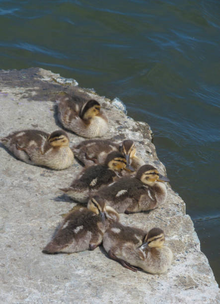 istock Cute wild ducklings resting on the shore. 1364993475