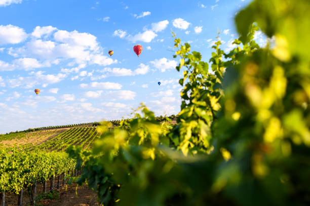Hot Air Balloons rise over California Wine Country, Temecula, California stock photo