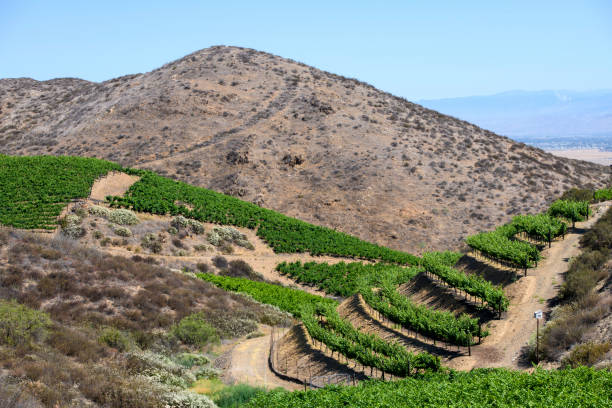 istock Above the vineyards, Hemet, California 1364994072