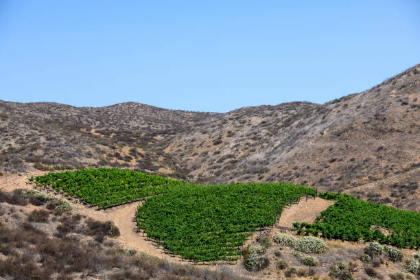 istock Above the vineyards, Hemet, California 1364994095