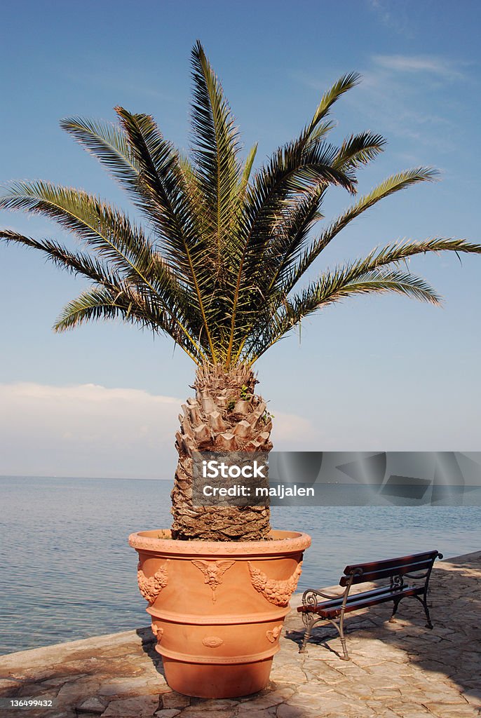 Palm tree in a pot Palm tree in a pot at the coast Bench Stock Photo