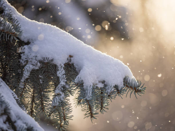istock Green fir branches in winter covered with snow 1364994469