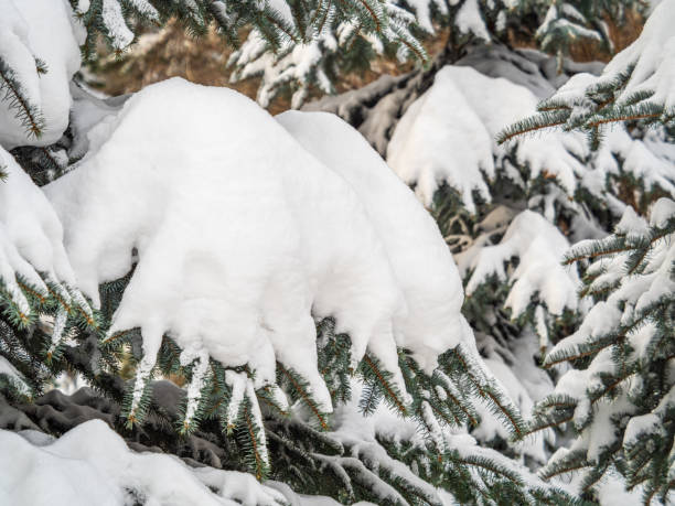 istock Green fir branches in winter covered with snow 1364994519