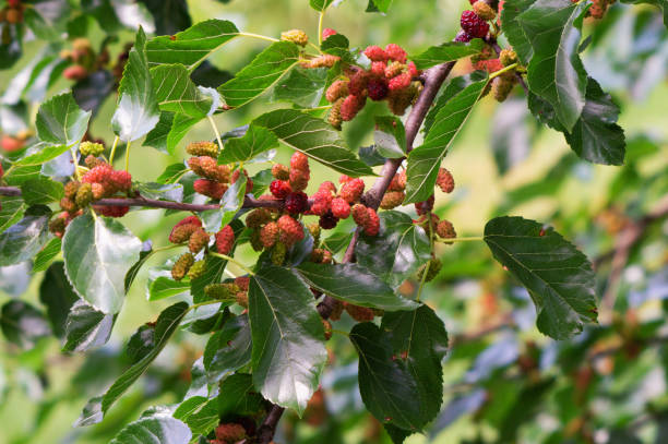 istock A branch of ripening mulberry on a tree 1364995558
