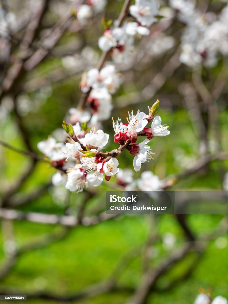 Close-up of a branch of a blooming apricot with white flowers. Blurry green background. Vertical photo - Royaltyfri Aprikos Bildbanksbilder Close-up of a branch of a blooming apricot with white flowers. Blurry green background. Vertical photo - Royaltyfri Aprikos Bildbanksbilder
