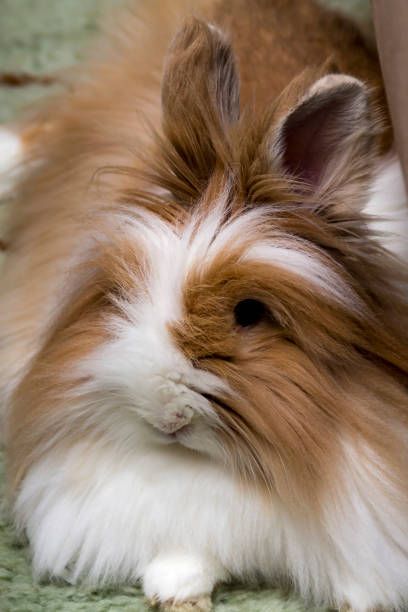 istock A cute little angora bunny is lying on the floor 1364996149