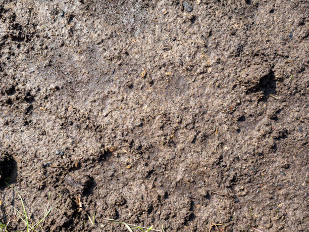 istock The black earth for planting plants is wet. Top view, flat lay. Texture 1364997052