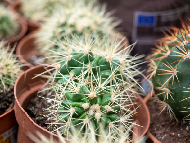istock close-up side view of cacti with needles. Home plants 1364997167