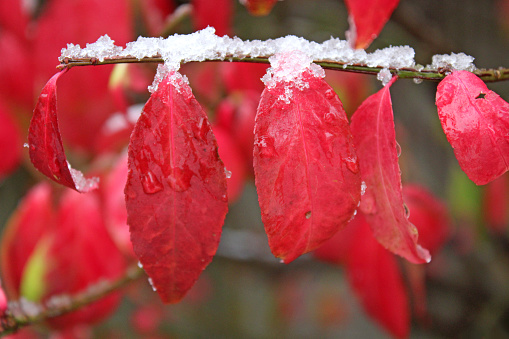 Bright red Burning Bush in the Autumn with an Early dusting of Snow