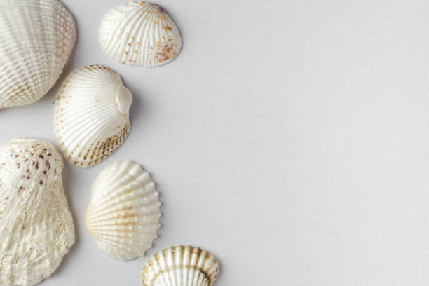 istock Background of many sea shells 1364997477