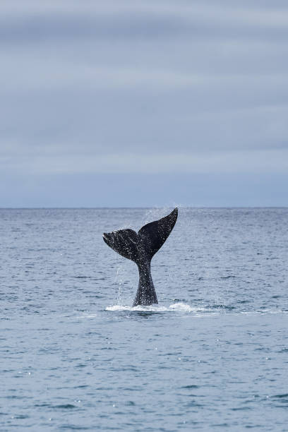 Eubalaena australis, Southern right whale breaching through the surface of the atlantic ocean and showing the tail fin in the bay of Golfo Nuevo close to Puerto Madryn at Peninsula Valdes, Patagonia, Argentina_4