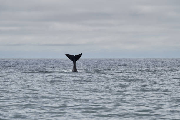 istock Eubalaena australis, Southern right whale breaching through the surface of the atlantic ocean and showing the tail fin in the bay of Golfo Nuevo close to Puerto Madryn at Peninsula Valdes, Patagonia, Argentina_2 1364997608