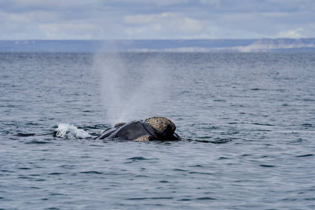istock Eubalaena australis, Southern right whale breaching through the surface of the atlantic ocean and blowing in the bay of Golfo Nuevo close to Puerto Madryn at Peninsula Valdes, Patagonia, Argentina_1 1364997619