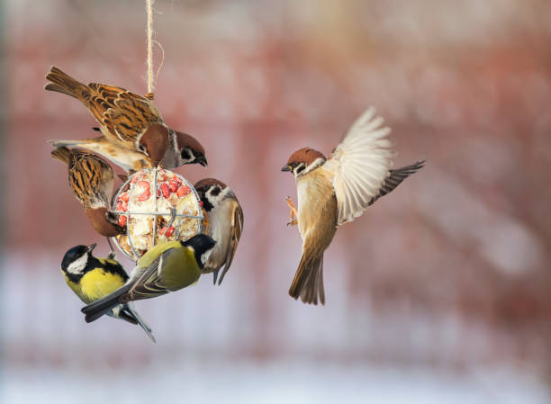 鳥のおっぱいとスズメは、ウィンターガーデンで種子とナッツとフィーダーとet油の上に座ります - animal fat ストックフォトと画像