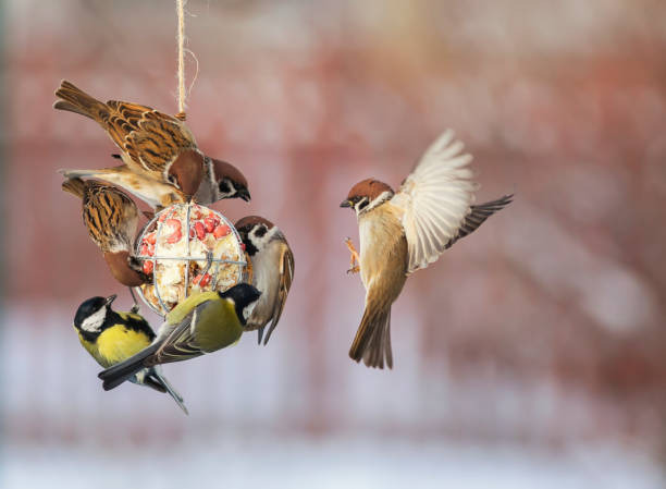 birds tits and sparrows sit on the feeder and et oil with seeds and nuts in the winter garden birds tits and sparrows sit on the feeder and et oil with seeds and nuts in the winter garden sparrow photos stock pictures, royalty-free photos & images