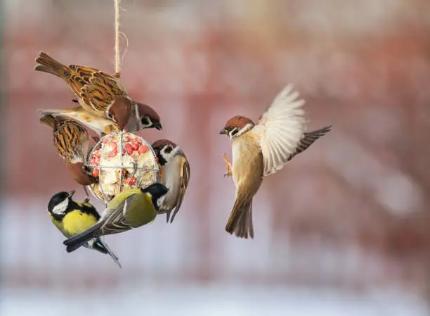Photo of birds tits and sparrows sit on the feeder and et oil with seeds and nuts in the winter garden