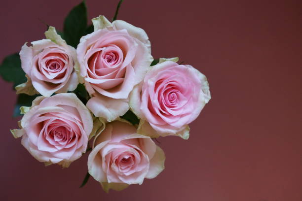 istock Beautiful background with pink rose 1364998773