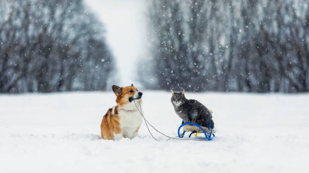 le chien furry friends corgi porte un chat rayé sur un traîneau dans un parc d’hiver - pets winter horizontal outdoors photos et images de collection