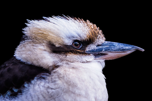 Side view of a laughing kookaburra, dacelo novaeguineae. Portrait of a laughing kookaburra isolated on black background.