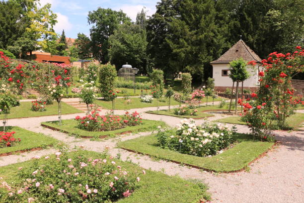 istock Sunny midsummer day in the Black Forest 1364999771
