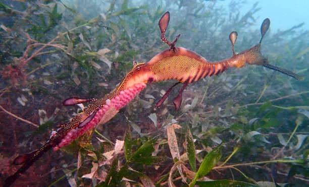 istock Pregnant weedy sea dragon with eggs 1364999892
