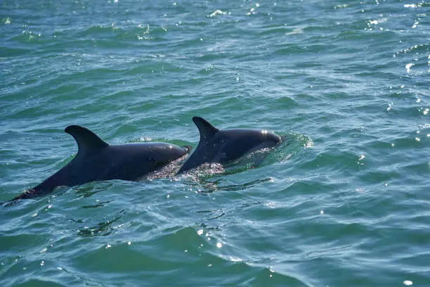 Photo of Lagenorhynchus australis, Peale Dolphins swimming in the turquoise water of the atlantic ocean at the coast of patagonia in argentina, showing of  their blowhole and dorsal fin_2