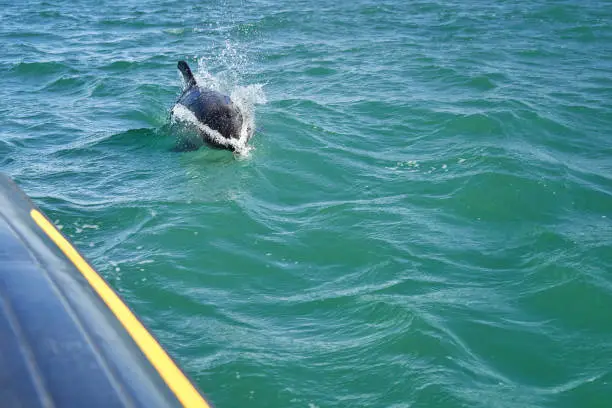 Photo of Lagenorhynchus australis, Peale Dolphins swimming in the turquoise water of the atlantic ocean at the coast of patagonia in argentina, chasing a black and yellow rubber boat