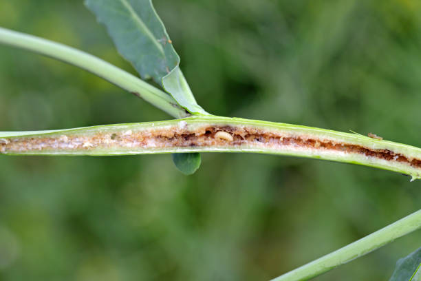 istock Larva of Ceutorhynchus napi - rape stem weevil in the rape stalk. It is a beetle from family Curculionidae, pest of Brassicaceae, oligophagous. 1365000069