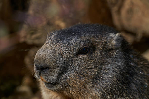 marmota monax, marmota conocida por el día de la marmota de la película con punxsutawney phil para el pronóstico del tiempo - punxsutawney phil fotografías e imágenes de stock