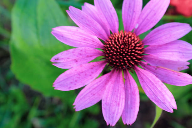 istock Pink echinacea flower with petals blooming on a green backdrop. Large echinacea purpurea for poster, branding, calendar, multicolor card, banner, cover, post, website. High quality photo 1365000671