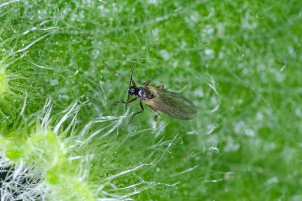 Sciaridae fungus gnat fly. This is a common pest in flower pots at home. Sciaridae fungus gnat fly. This is a common pest in flower pots at home. sciaridae stock pictures, royalty-free photos & images