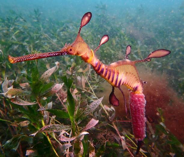 istock Pregnant weedy sea dragon with eggs 1365001516
