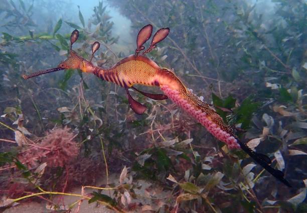 istock Pregnant weedy sea dragon with eggs 1365001588