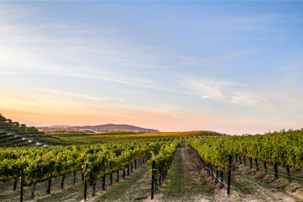 lever de soleil dans les vignobles, temecula, californie - vineyard photos et images de collection