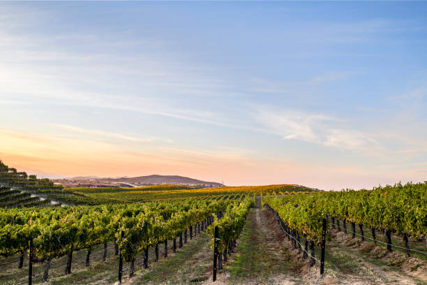 istock Vineyard sunrise, Temecula, California 1365002293