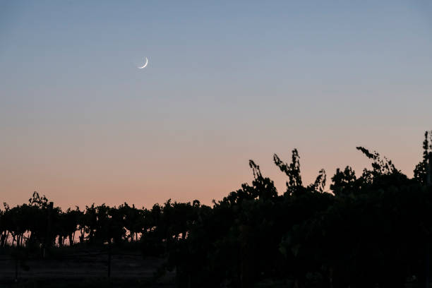 Silhouetted Vineyard and the Moon, Temecula Valley Wine Country, California