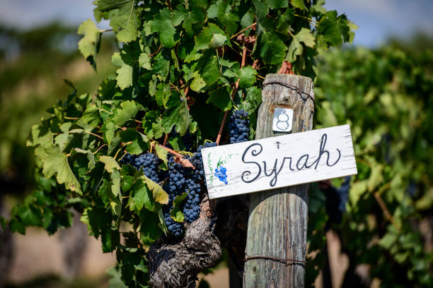 autumn vineyard, temecula valley wine country, kalifornien - vineyard in a row crop california stock-fotos und bilder