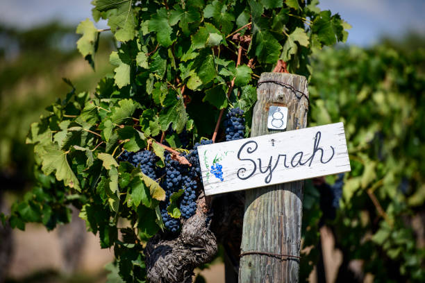 autumn vineyard, temecula valley wine country, california - vineyard in a row crop california imagens e fotografias de stock
