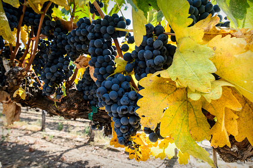 Temecula Valley Wine Country, California