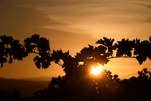Silhouetted Grapevine, Temecula, California