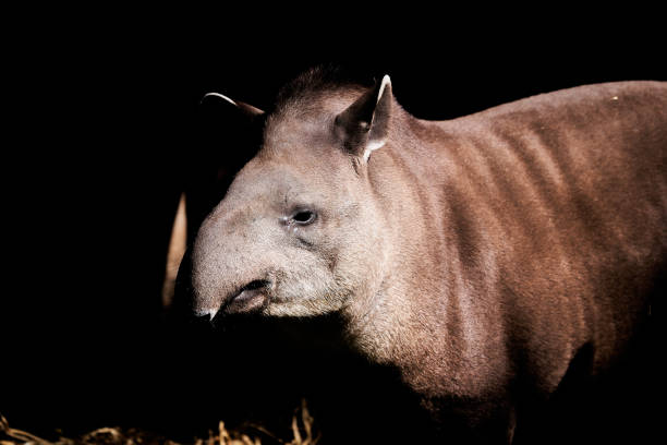 South American tapir, Tapirus terrestris, also Brazilian, Amazonian, maned and lowland tapir. In warm sunlight South American tapir, Tapirus terrestris, also Brazilian, Amazonian, maned and lowland tapir. In warm sunlight tapirus terrestris stock pictures, royalty-free photos & images