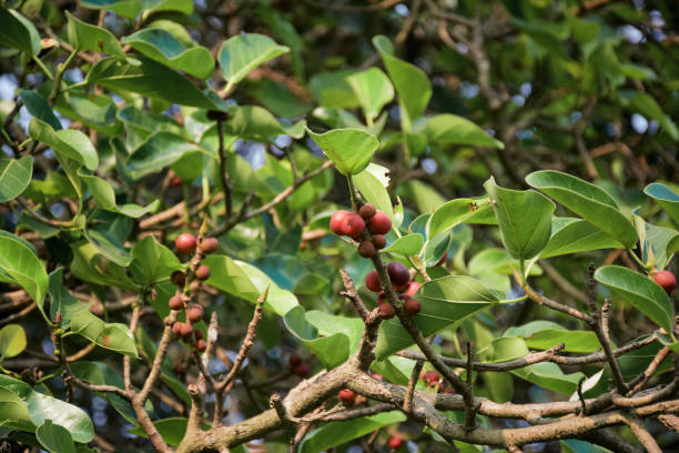 istock Red coloured fruits of banyan tree 1365003340