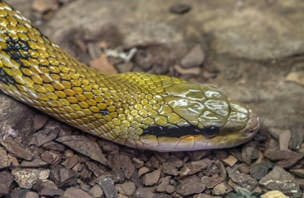 istock The head of a large boa underwater, against a rocky bottom. 1365003757
