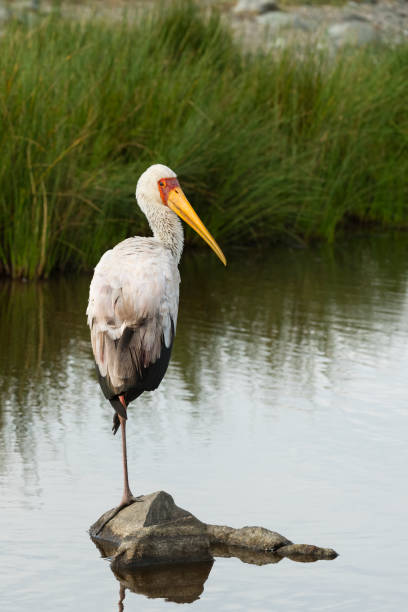 istock Yellow-billed stork, bird in Africa 1365005738
