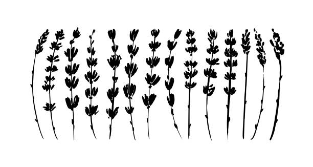 Black branches of lavender vector collection. Black branches of lavender vector collection. Hand-drawn floral sprigs. Set of black silhouettes leaves and branches. Lavender foliage, herbs. Vector ink elements isolated on white background. vector food branch twig stock illustrations
