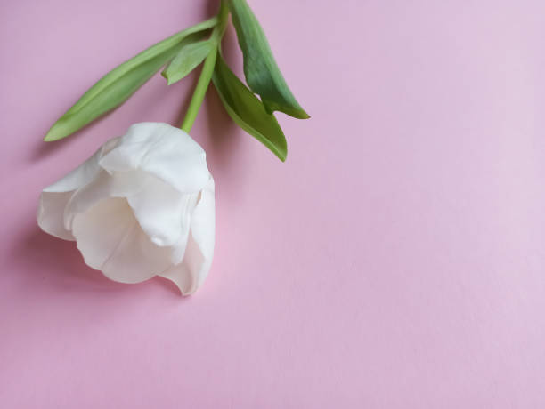 istock A white tulip on a pink background. Gentle greeting card 1365006186