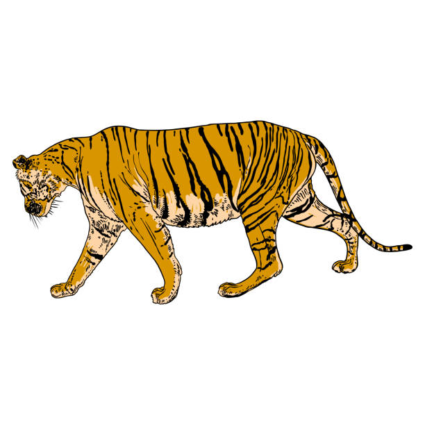 istock Tiger walking. Amur or Siberian tiger, big wild cat. Endangered animal from red book, hand drawn. Vector. 1365006897
