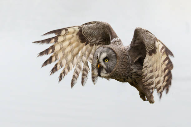 istock Great Grey Owl or Lapland Owl flying 1365006988